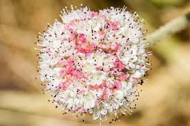 Image result for Eriosema affine