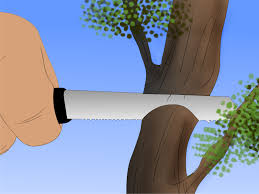 Mature chinese elms average about 30 to 60 feet tall, however dwarf varieties of the tree are commonly used as bonsai trees. How To Care For A Chinese Elm Bonsai Tree 14 Steps