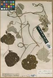 Image result for Convolvulus aschersonii