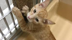 Rehome buy and sell, and give an animal a forever home with preloved! Half Price Cat And Kitten Adoption And The Oregon Humane Society This Weekend Katu