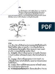 ดาวน โหลดแนวข อสอบส งคมศ กษา ป 1 idfa memes sins