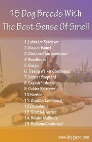 15 Dog Breeds With The Best Sense Of Smell Doggyzoo Com 15 Dogs Dog Breeds Bluetick Coonhound