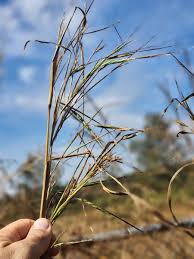 Image result for Heteropogon