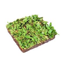 Supplieri biji rumput, pusat biji rumput, agen bibit rumput, bibit rumput gajah mini, biit rumput bluegrass, bibit rumput bermuda, bibit ru. Jual Kebun Bibit Rumput Gajah Mini Tanaman Terbaru Juni 2021 Blibli