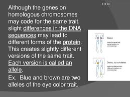 The amoeba sisters videos demystify science with humor and relevance. Module 8 Genetics Day 1 Of 7 Phenotype Rap Ppt Download