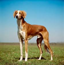 Saluki Dog Breed Information Pictures Characteristics Facts Dogtime