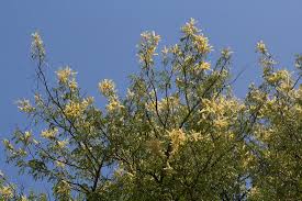 Image result for Acacia welwitschii