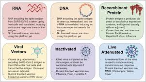 The vaccine rollout strategy varies from country to country. The Immunology Of Sars Cov 2 Infections And Vaccines Sciencedirect