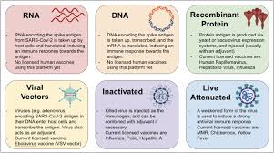 Approaches include rna, viral vector, whole virus and protein subunit. The Immunology Of Sars Cov 2 Infections And Vaccines Sciencedirect