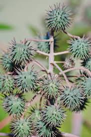 Image result for Ricin