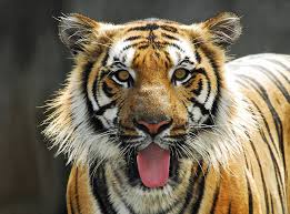 Harimau malaya ( bahasa latin : All Sizes Harimau Malaya Flickr Photo Sharing