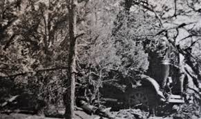 Image result for Black 1929 Pontiac