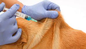 This is followed up by a final dhpp and rabies shot at 12 to 16 months. How Many Shots Do Puppies Need Top Dog Tips