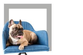 If you're looking for french bulldogs with distinct and rare colors you are in luck, aspen french bulldogs specialize in breeding such puppies! Home 970 Frenchies