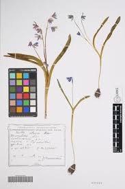 Image result for Scilla benguellensis