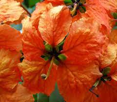 Check spelling or type a new query. Flowers Of Sri Lanka On Twitter Goes From Red Orange To Yellow As It Ages So A Head Can Have Diff Colours