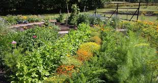Flowers in the vegetable garden can reduce pest problems and improve biodiversity. How To Plant Your First Vegetable Garden Gardener S Path