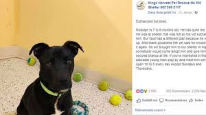 Sie war möglicherweise deutschlands bekanntester hund: Der Grosse Rudolph Moshammer Satire Begeistert Sogar Kollegen Stern De