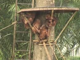 Places semanggol, perak, malaysia community organizationenvironmental conservation organization bukit merah orang utan island foundation. Orang Utan Baby Tierstation Malaysia Rm Video 652 576 129 In Sd Framepool Stock Footage