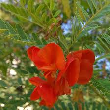 Image result for Sesbania tetraptera