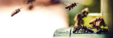 Maybe you would like to learn more about one of these? The 10 Best Bee Removal Services In Miami Fl With Free Estimates