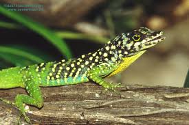 Haiti National Trust Reptiles And Amphibians Amphibians Reptiles