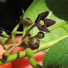 Image result for Vincetoxicum sylvaticum