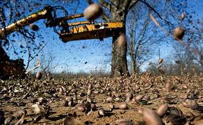 Breeder strain hunters has mixed the potency and vitality of master kush and hindu kush in combination with the vigorous. In Georgia Pecan Thieves Find Windfall At 1 50 A Pound The New York Times