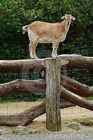 goat balanced on fence goats goat toys baby goats
