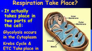 What are the two reactants of cell respiration? Adp Atp And Cellular Respiration Presentation Biology