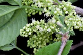 Image result for Allophylus