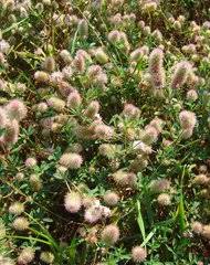 Image result for Ptycholobium plicatum