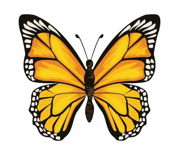 Motyl grafika obrazy – Darmowe pobieranie na Magnific (dawniej Freepik)