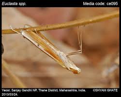 Image result for Euclasta