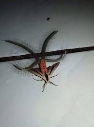 36 Pics That Will Make You Say Nope Weird Animals Insects Bugs And Insects