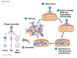 Chapter 13 Microbiology Flashcards Quizlet
