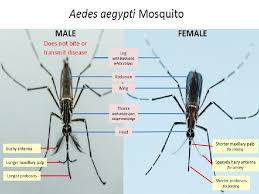 Maybe you would like to learn more about one of these? 4 Jenis Nyamuk Yang Membahayakan Nyawa Manusia Aedes Aegypti Anopheles Culek Sp Dan Mansonia