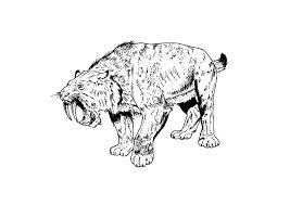 Ilustraciones, imágenes clip art, dibujos animados e iconos de stock de vector cráneo de animal paquete: Dibujo Para Colorear Tigre Dientes De Sable Dibujos Para Imprimir Gratis Img 9106