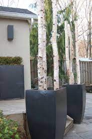 5 out of 5 stars. Outdoor Holiday Planters Outdoor Holiday Planters Holiday Planters Birch Logs In Planters