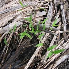 Image result for Urochloa reptans