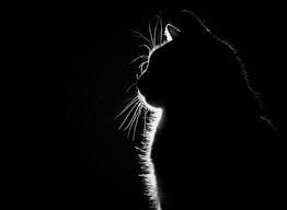 Black And White Kitty Wallpaper Woman In Black With Black Cat Cats Silhouette Sitting 1280x942 Wallpaper High Quality Wallpapers Cat Dark Cat Silhouette White And Black Cat