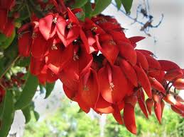 Image result for Erythrina crista-galli
