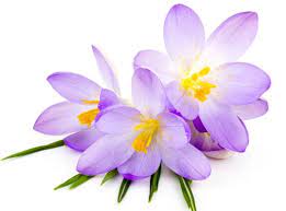 فواید شگفت انگیز زعفران در سلامتی مجله اینترنتی نیلگون Saffron Benefits Respiratory Health Prevent Diabetes