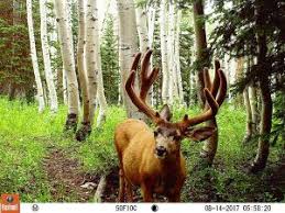 Best No Glow Infrared Trail Cameras Best Trail Camera Reviews