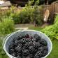 From Our Farm to Your Jar: Blackberry Jam Making..... event in Murphy, TX
