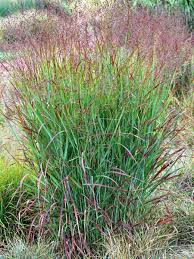 Image result for Panicum novemnerve