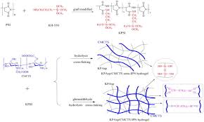 Hi@ipn.li 啁啾会馆 新浪微博 电报频道 faq. Schematic Of Kpasp Cmcts Semi Ipn And Ipn Hydrogel Preparation Download Scientific Diagram