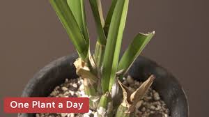 Image result for Eulophia