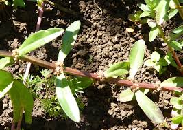 Image result for Ammannia aegyptiaca