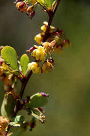 Image result for Berberis